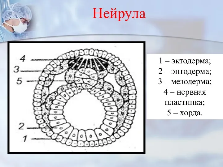 Нейрула 1 – эктодерма; 2 – энтодерма; 3 – мезодерма; 4 – нервная