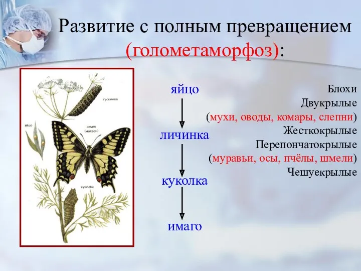 Развитие с полным превращением (голометаморфоз): яйцо личинка куколка имаго Блохи Двукрылые (мухи, оводы,