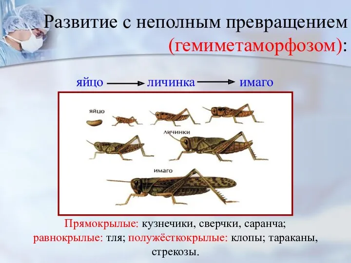 Развитие с неполным превращением (гемиметаморфозом): яйцо личинка имаго Прямокрылые: кузнечики, сверчки, саранча; равнокрылые: