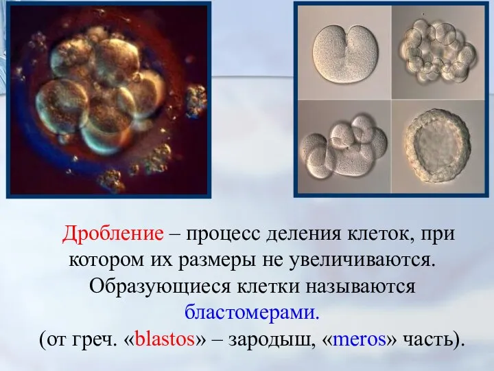 Дробление – процесс деления клеток, при котором их размеры не увеличиваются. Образующиеся клетки