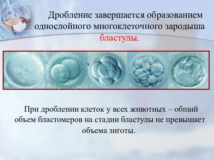 Дробление завершается образованием однослойного многоклеточного зародыша бластулы. При дроблении клеток у всех животных