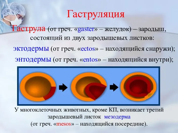 Гаструляция Гаструла (от греч. «gaster» – желудок) – зародыш, состоящий из двух зародышевых