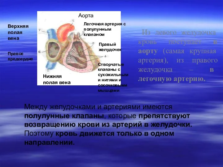 Из левого желудочка кровь поступает в аорту (самая крупная артерия), из правого желудочка