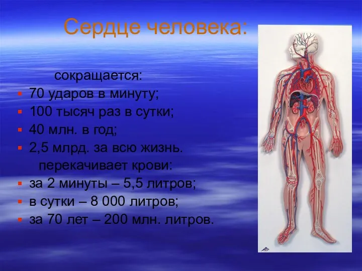 Сердце человека: сокращается: 70 ударов в минуту; 100 тысяч раз в сутки; 40