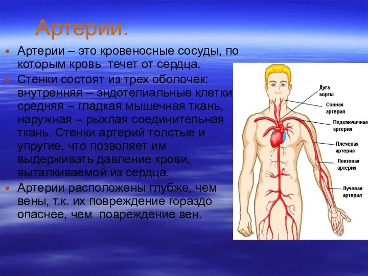 Артерии. Артерии – это кровеносные сосуды, по которым кровь течет от сердца. Стенки
