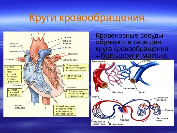 Круги кровообращения. Кровеносные сосуды образуют в теле два круга кровообращения – большой и малый.