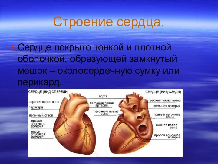 Строение сердца. Сердце покрыто тонкой и плотной оболочкой, образующей замкнутый мешок – околосердечную сумку или перикард.