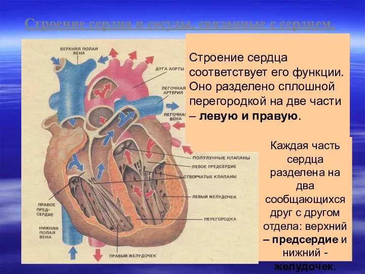 Строение сердца и сосуды, связанные с сердцем. Строение сердца соответствует его функции. Оно