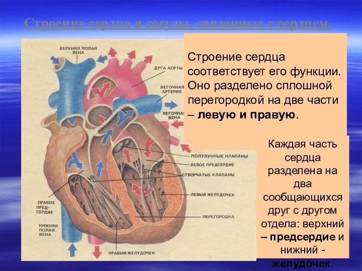 Строение сердца и сосуды, связанные с сердцем. Строение сердца соответствует