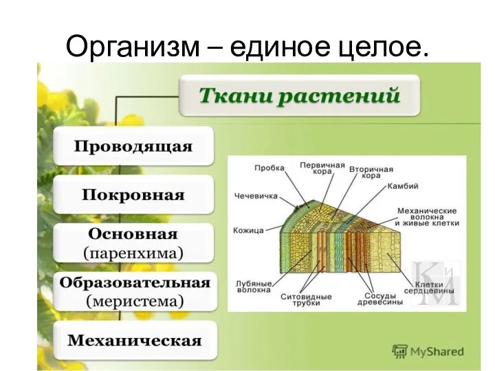 Организм – единое целое.