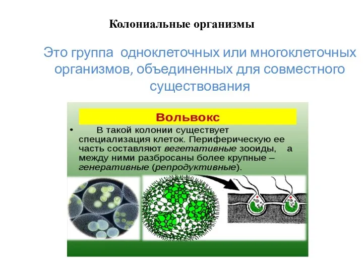 Колониальные организмы Это группа одноклеточных или многоклеточных организмов, объединенных для совместного существования