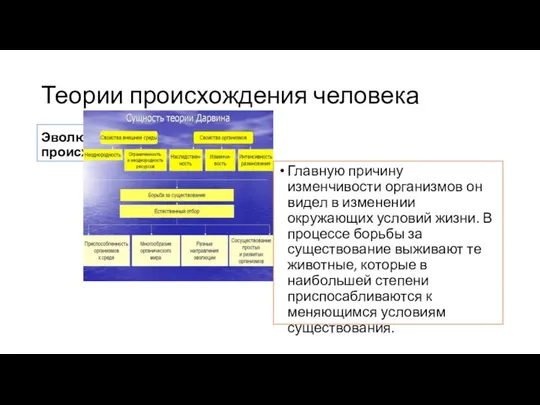 Теории происхождения человека Эволюционная теория происхождения человека Главную причину изменчивости