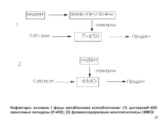 Кофакторы энзимов l фазы метаболизма ксенобиотиков: (1) цитохромР-450 зависимые оксидазы (Р-450); (2) флавинсодержащие монооксигеназы (ФМО)