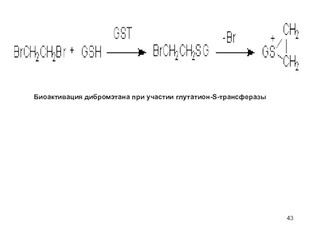 Биоактивация дибромэтана при участии глутатион-S-трансферазы