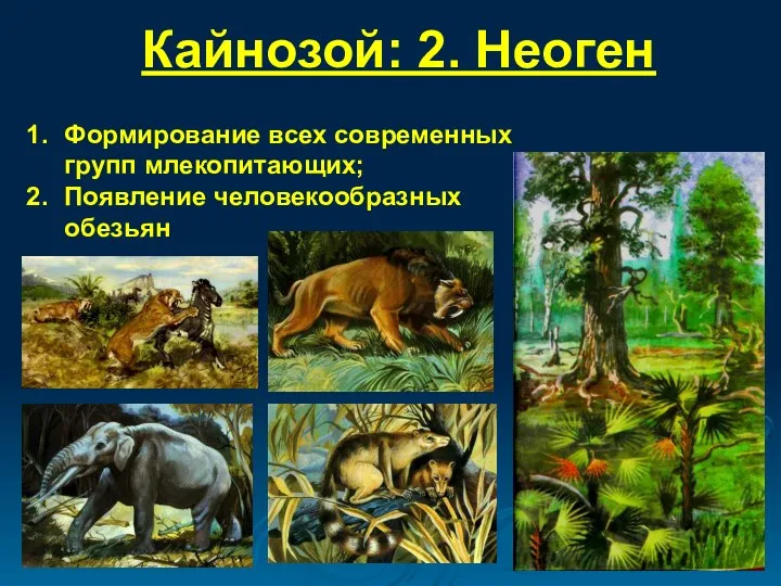 Кайнозой: 2. Неоген Формирование всех современных групп млекопитающих; Появление человекообразных обезьян