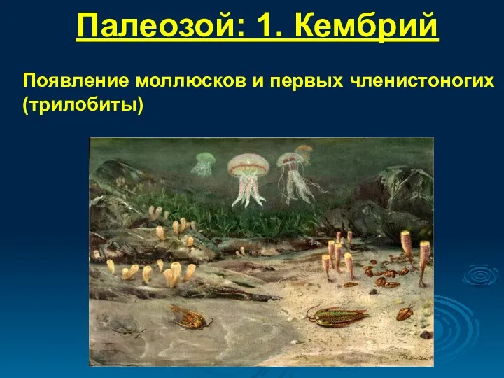 Палеозой: 1. Кембрий Появление моллюсков и первых членистоногих (трилобиты)