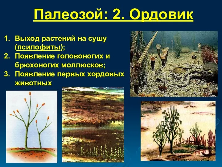 Палеозой: 2. Ордовик Выход растений на сушу (псилофиты); Появление головоногих и брюхоногих моллюсков;