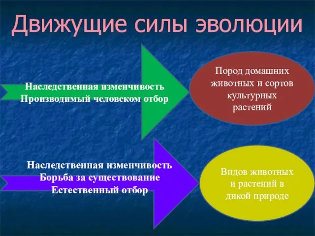 Движущие силы эволюции Наследственная изменчивость Производимый человеком отбор Пород домашних