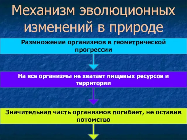 Механизм эволюционных изменений в природе Размножение организмов в геометрической прогрессии