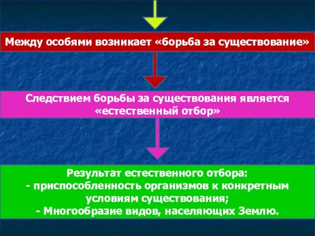 Между особями возникает «борьба за существование» Следствием борьбы за существования