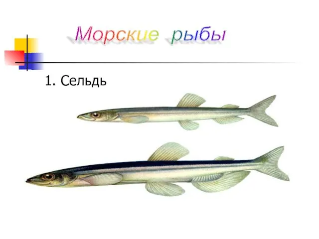 1. Сельдь Морские рыбы