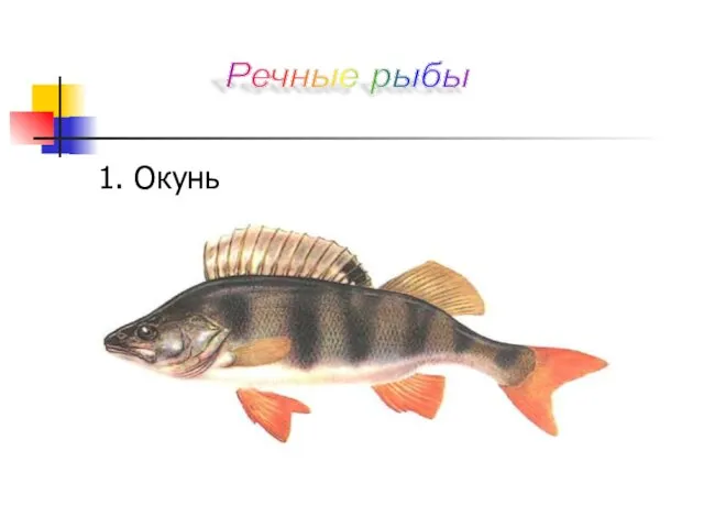 1. Окунь Речные рыбы