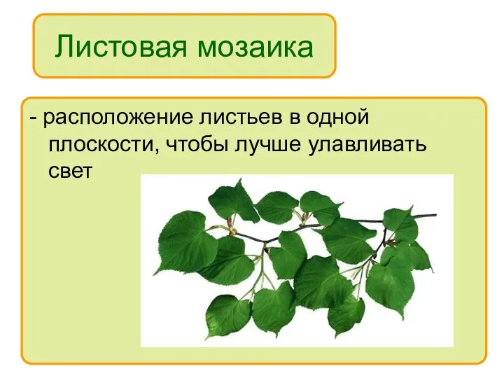 Листовая мозаика - расположение листьев в одной плоскости, чтобы лучше улавливать свет