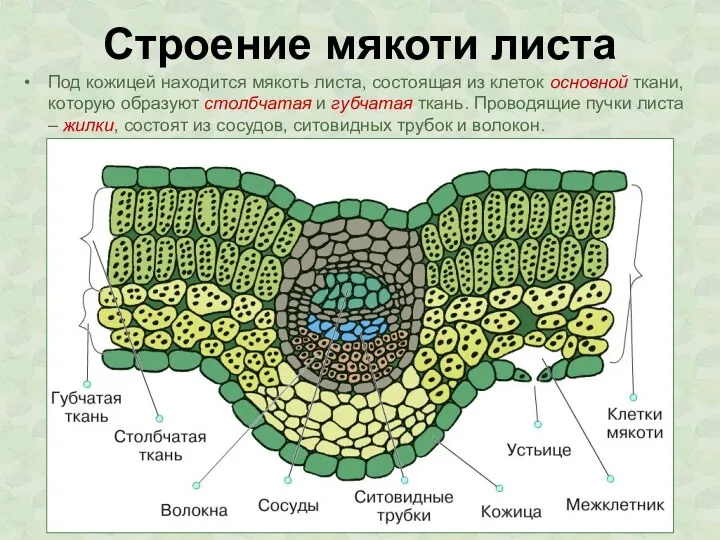 Строение мякоти листа Под кожицей находится мякоть листа, состоящая из