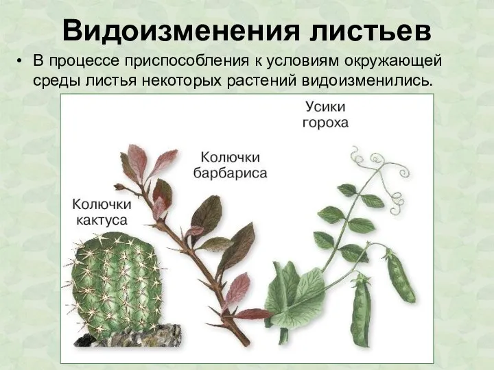 Видоизменения листьев В процессе приспособления к условиям окружающей среды листья некоторых растений видоизменились.