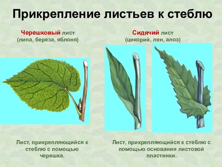 Прикрепление листьев к стеблю Черешковый лист (липа, береза, яблоня) Сидячий