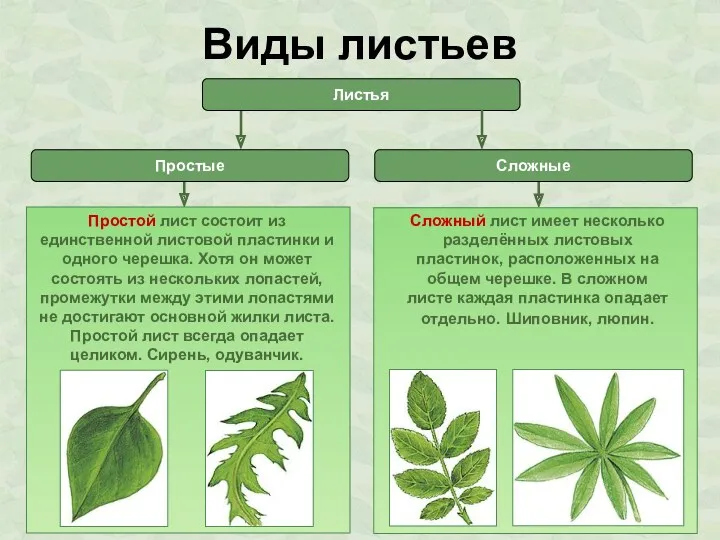 Виды листьев Листья Простые Сложные Простой лист состоит из единственной