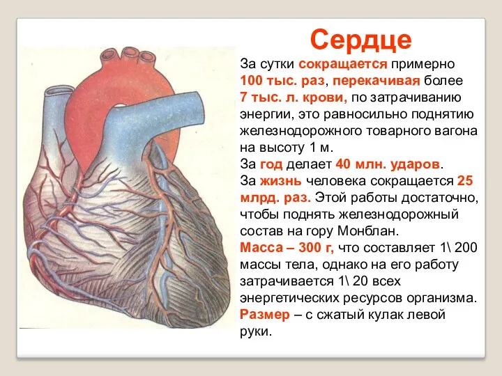 Сердце За сутки сокращается примерно 100 тыс. раз, перекачивая более