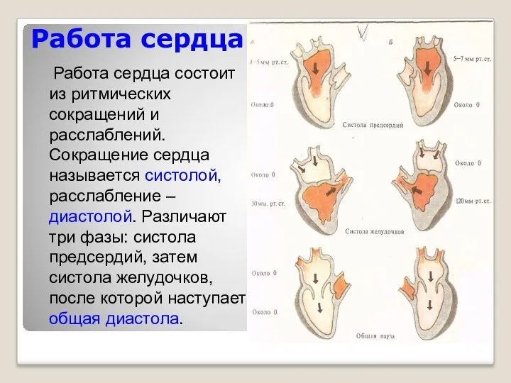 Работа сердца Работа сердца состоит из ритмических сокращений и расслаблений.