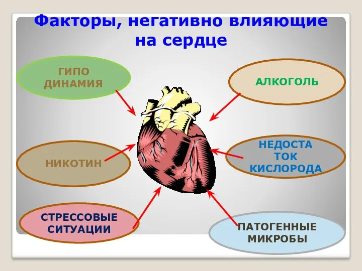 Факторы, негативно влияющие на сердце ГИПО ДИНАМИЯ НИКОТИН СТРЕССОВЫЕ СИТУАЦИИ АЛКОГОЛЬ НЕДОСТА ТОК КИСЛОРОДА ПАТОГЕННЫЕ МИКРОБЫ