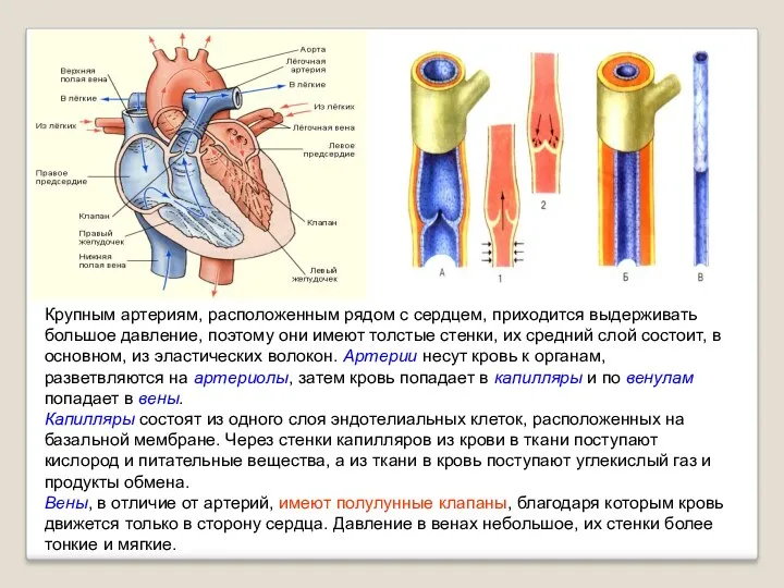 Крупным артериям, расположенным рядом с сердцем, приходится выдерживать большое давление,