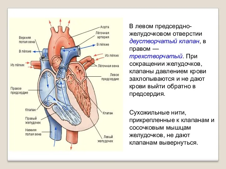 В левом предсердно-желудочковом отверстии двустворчатый клапан, в правом — трехстворчатый.