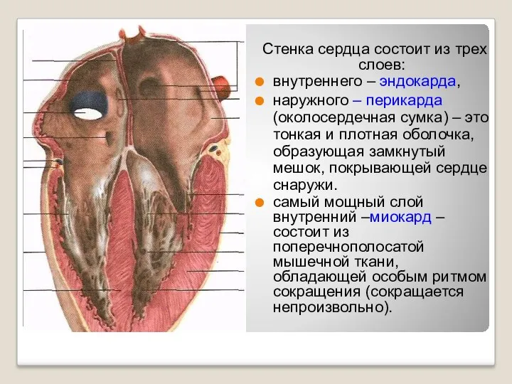 Стенка сердца состоит из трех слоев: внутреннего – эндокарда, наружного