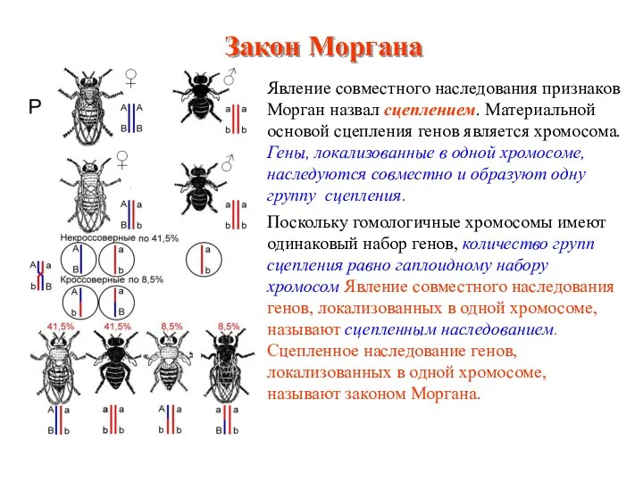 Явление совместного наследования признаков Морган назвал сцеплением. Материальной основой сцепления