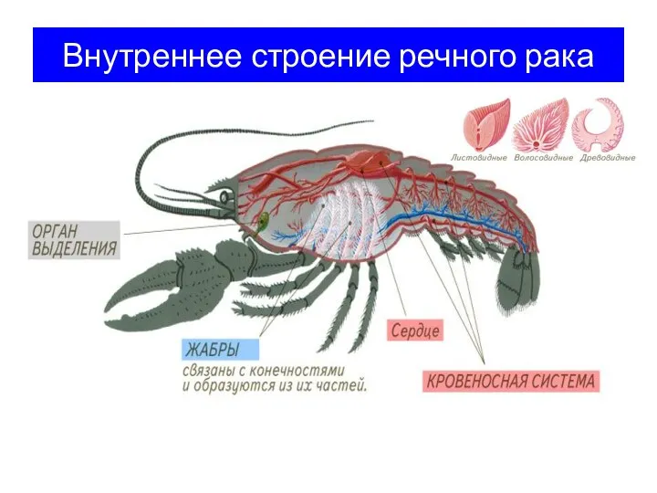 Внутреннее строение речного рака