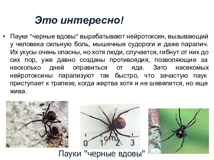 Это интересно! Пауки "черные вдовы" вырабатывают нейротоксин, вызывающий у человека