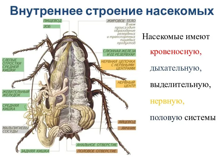 Внутреннее строение насекомых Насекомые имеют кровеносную, дыхательную, выделительную, нервную, половую системы