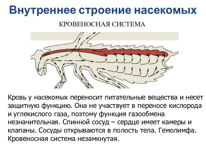 Кровь у насекомых переносит питательные вещества и несет защитную функцию.