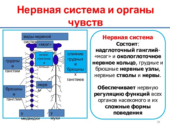 Нервная система и органы чувств виды нервной системы слияние грудных