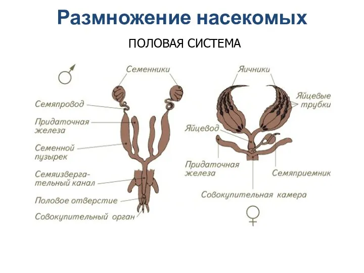 Размножение насекомых ПОЛОВАЯ СИСТЕМА