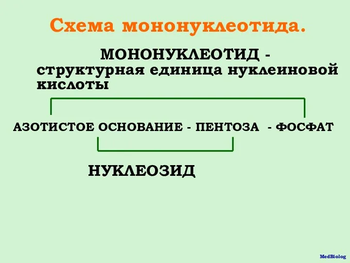 Схема мононуклеотида. МОНОНУКЛЕОТИД - структурная единица нуклеиновой кислоты АЗОТИСТОЕ ОСНОВАНИЕ - ПЕНТОЗА - ФОСФАТ НУКЛЕОЗИД MedBiolog