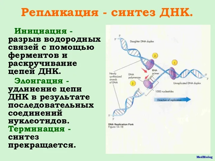 Репликация - синтез ДНК. Инициация - разрыв водородных связей с