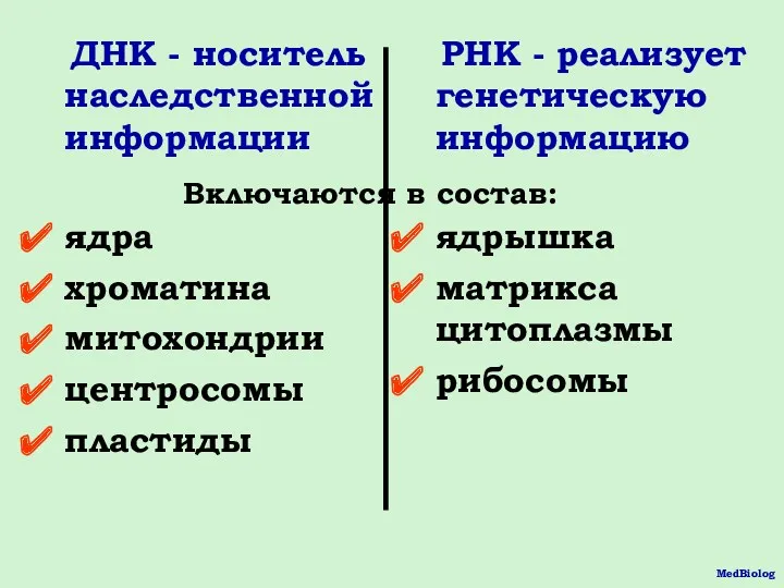 ДНК - носитель наследственной информации ядра хроматина митохондрии центросомы пластиды