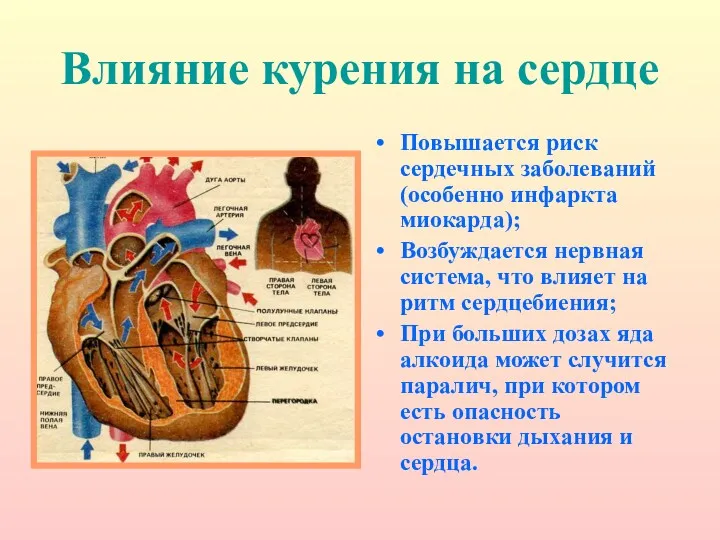 Влияние курения на сердце Повышается риск сердечных заболеваний (особенно инфаркта миокарда); Возбуждается нервная