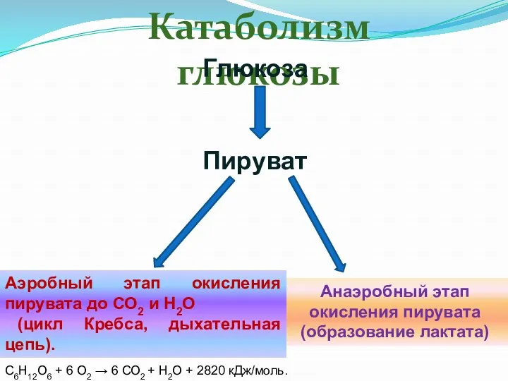 Катаболизм глюкозы Анаэробный этап окисления пирувата (образование лактата) Аэробный этап