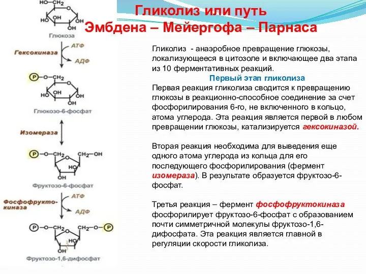 Гликолиз - анаэробное превращение глюкозы, локализующееся в цитозоле и включающее